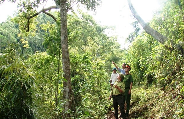 Bảng phân loại các nhóm gỗ ở Việt Nam theo tiêu chuẩn mới nhất 2 Việc phân loại nhóm gỗ có ý nghĩa rất quan trọng trong việc quản lý khai thác và sử dụng